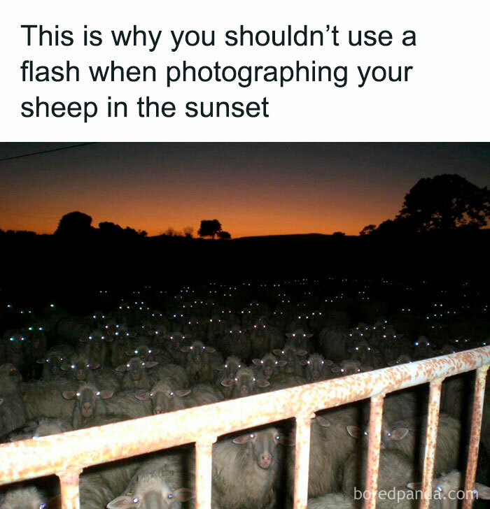 Funny-Animal-Memes-Posts