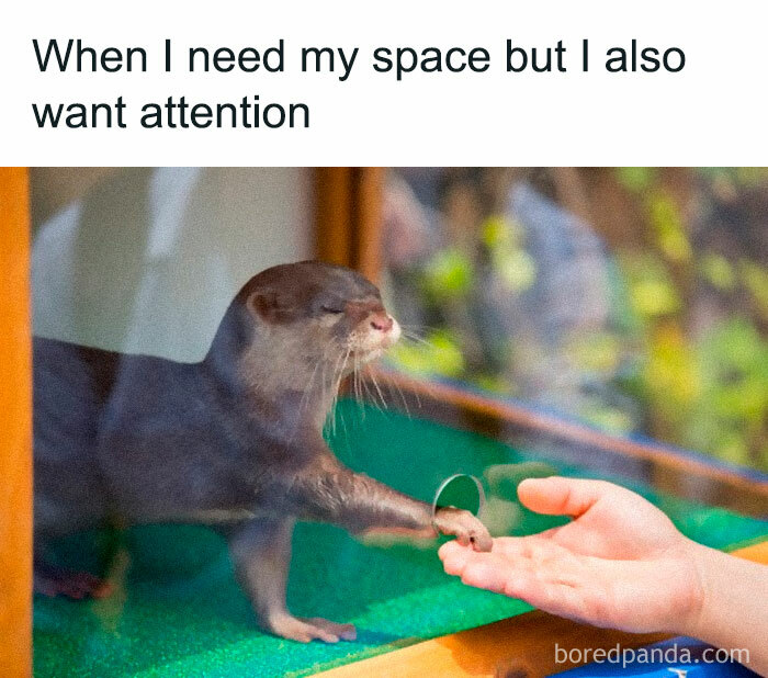 Funny-Animal-Memes-Posts