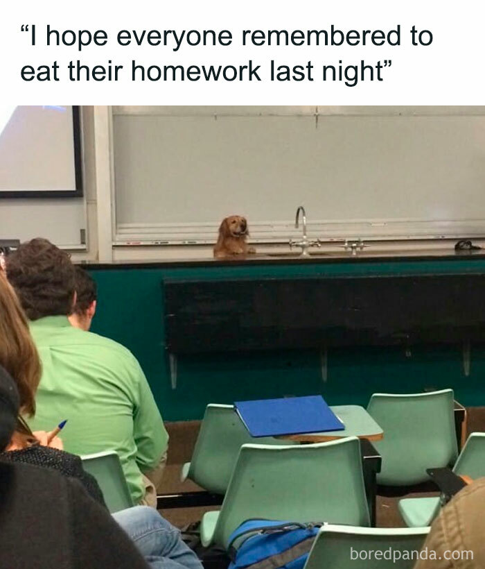 Funny-Animal-Memes-Posts