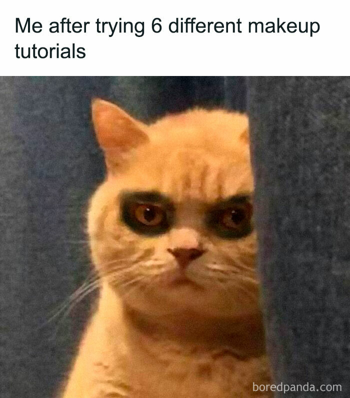 Funny-Animal-Memes-Posts