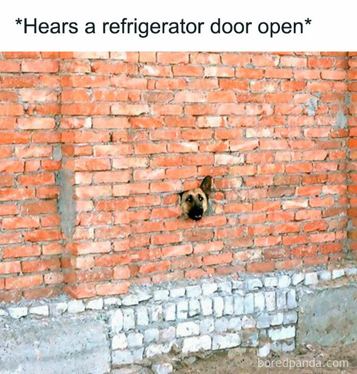 Funny-Animal-Memes-Posts