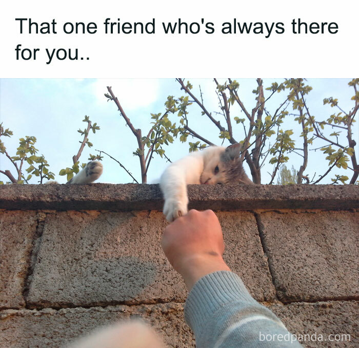 Funny-Animal-Memes-Posts