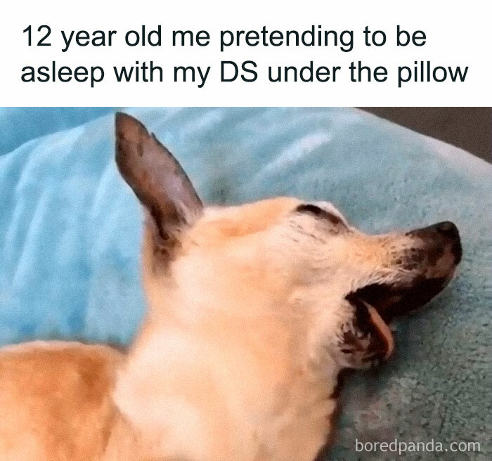 Funny-Animal-Memes-Posts