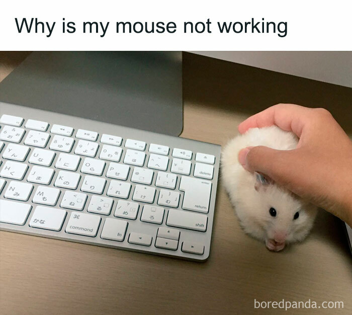 Funny-Animal-Memes-Posts