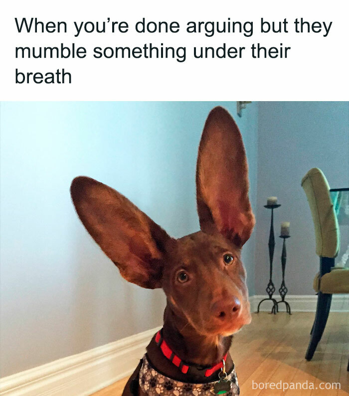 Funny-Animal-Memes-Posts