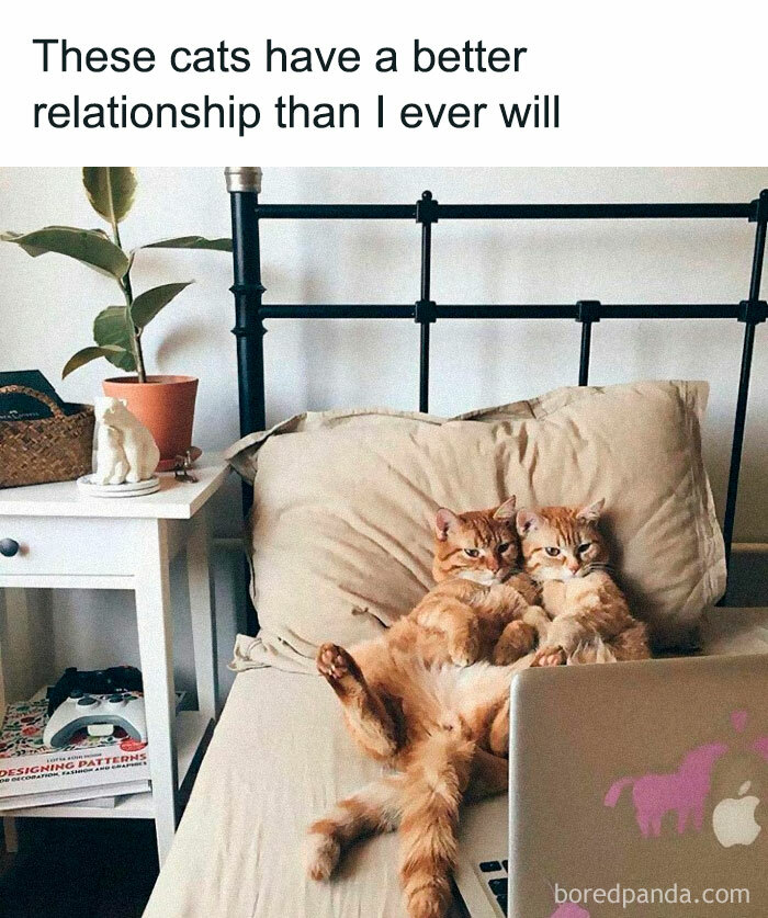 Funny-Animal-Memes-Posts