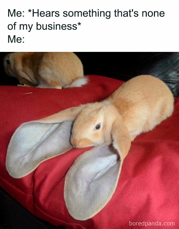 Funny-Animal-Memes-Posts