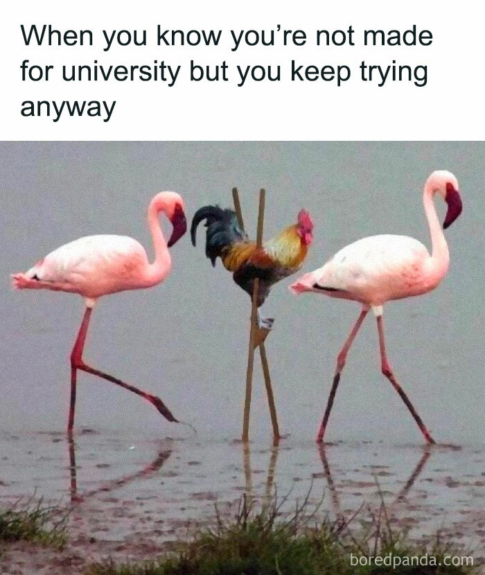 Funny-Animal-Memes-Posts