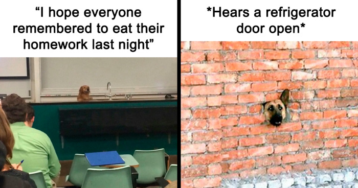 50 Animal Pics That Fit Perfectly Into Memes