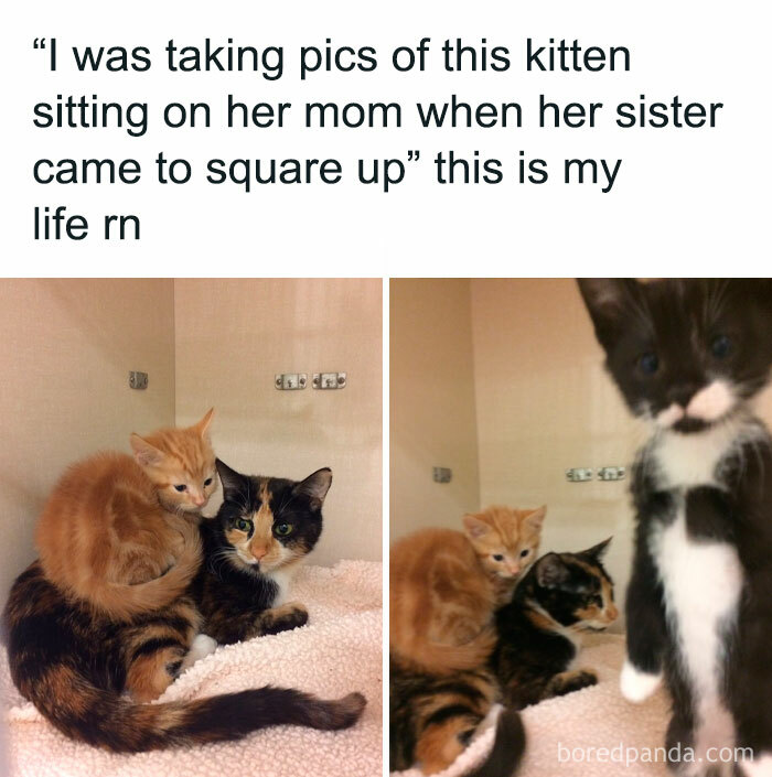 Funny-Cat-Memes-Cattosbeingcattos