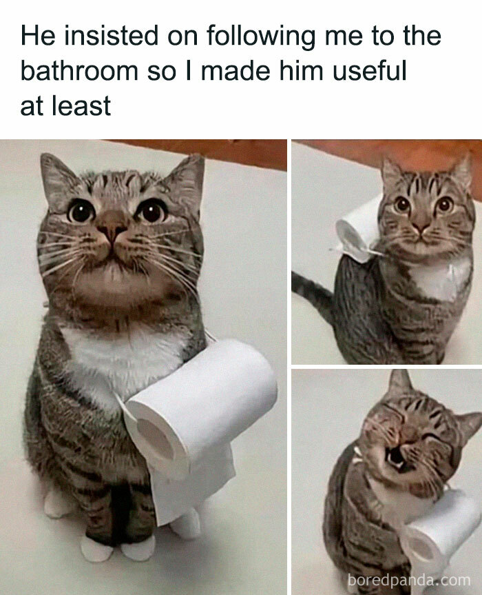 Funny cat wearing a toilet paper roll, looking playful and amused.