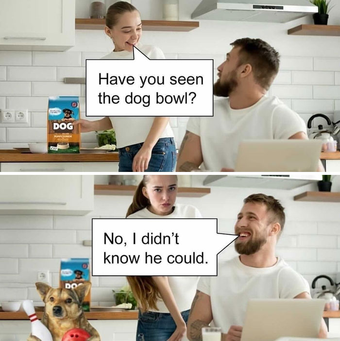 Dog Bowl