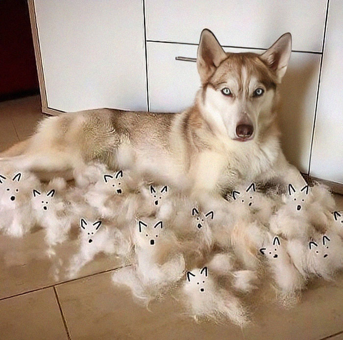 Husky y sus cachorros