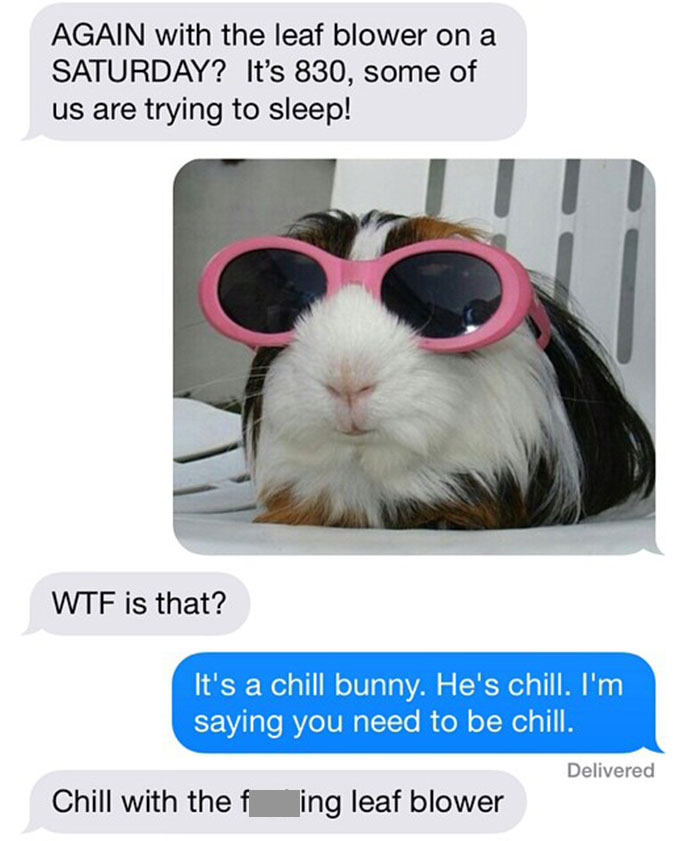 Can't Really Argue With A Chill Bunny