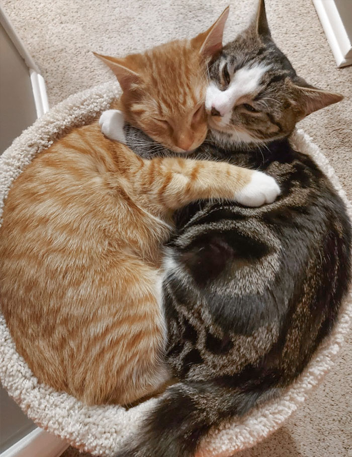 The Shelter Has Made A Rule That These Siblings Must Be Adopted Together Because They Are Inseparable. They Sleep This Way Every Night