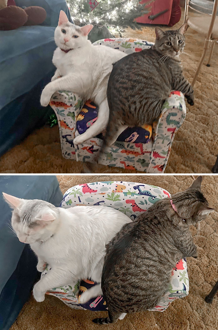 The Chair Belongs To The Tabby Cat. The White Cat Got It First, And The Tabby Decided To Share It