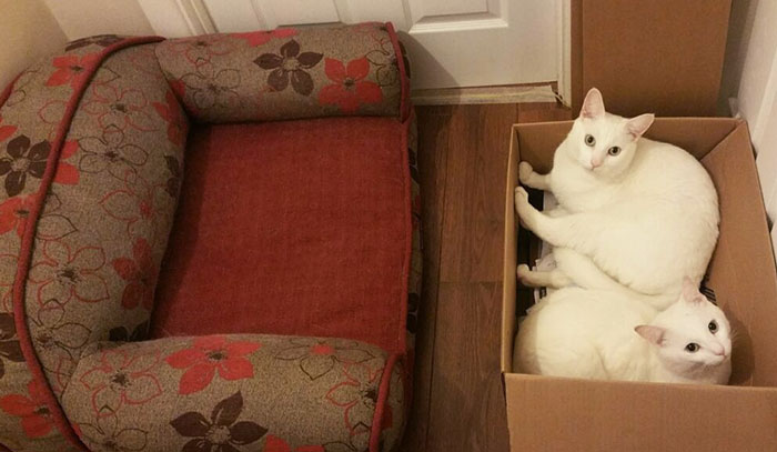 Bought A New Bed For The Cats