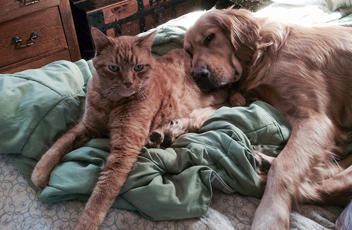 We Rescued A Golden Retriever Who Loves Cats. Tiger Isn't Amused