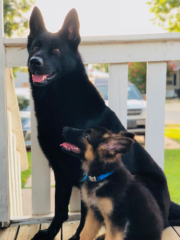 My New Puppy Admires The Heck Out Of Her Older Brother