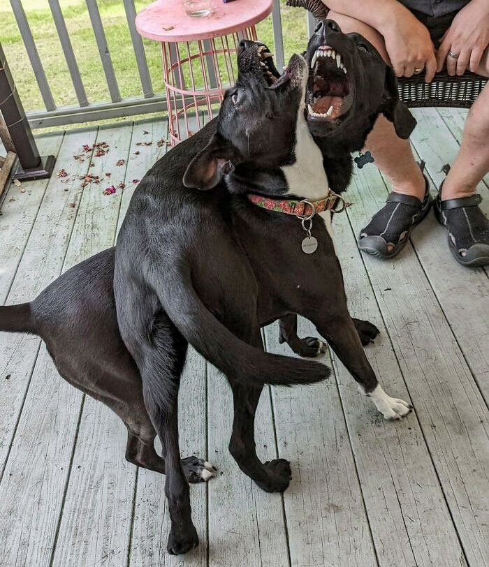 The Extremely Rare Two-Headed Two-Butted Dog