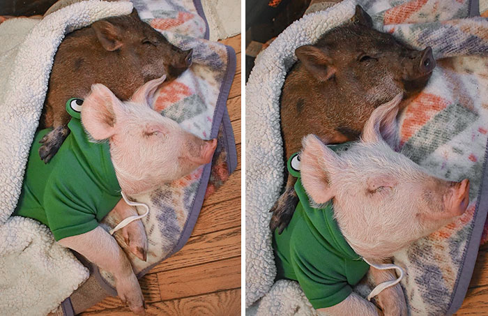 It Doesn't Get Any Cuter Than These Two Cuddle Buddies