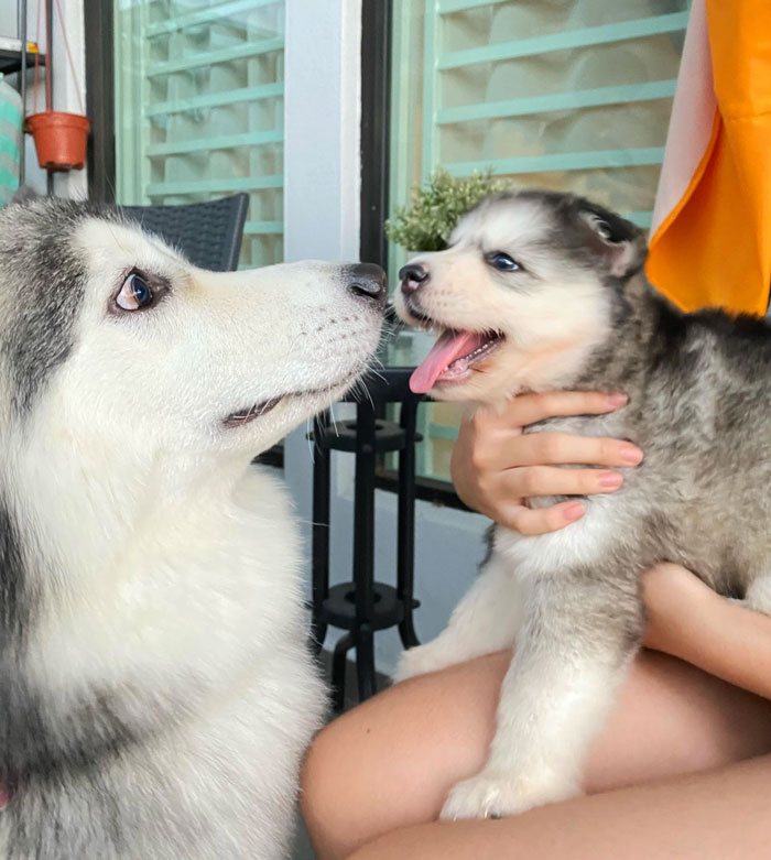 My Dog Meets Her New Sibling