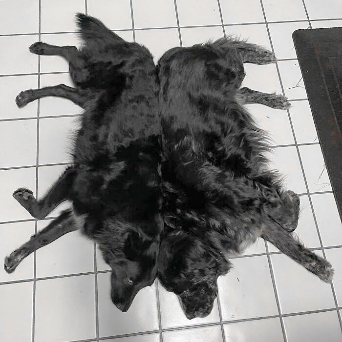 Rorschach Blot Or Two Bonded Dogs?