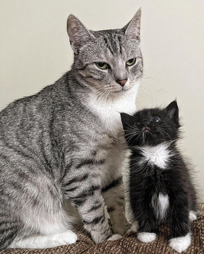 My Friend Runs An Animal Temp House. This Is Usually How Young Fluffs Look Up To Their Older Temporary Sister, Who's Clearly Had Enough Of Their Shenanigans