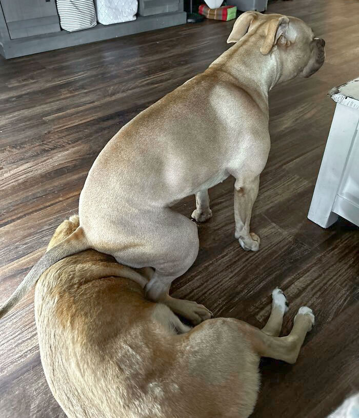 Does Anybody Else’s Pit Bull Do This To Their Siblings? It’s A Daily Occurrence For This One