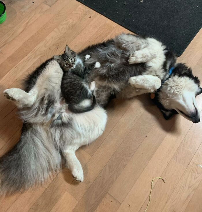 Don’t Get A Kitten And A Husky They Said