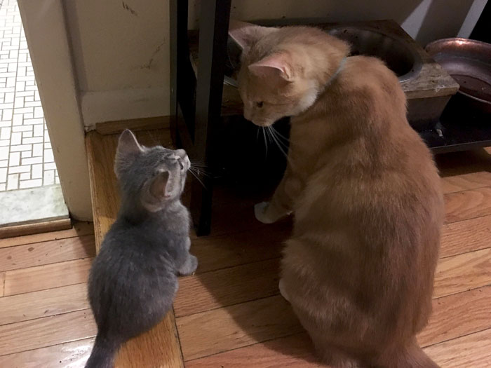 Orange Cat’s Name Is Dexter. New Kitten Annoys Him When He Eats, So We Named Her Dee Dee