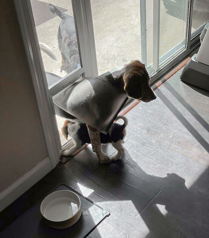 This Big Brother Helps His Baby Sister Use The Dog Door. He Stands There And Lets The Baby Go Through His Legs