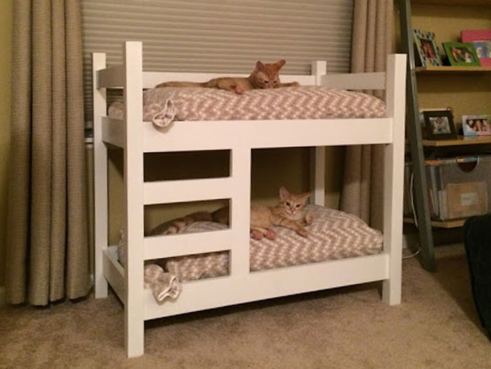 My Dad Built My Sister's Cats Bunk Beds, And They Actually Use Them