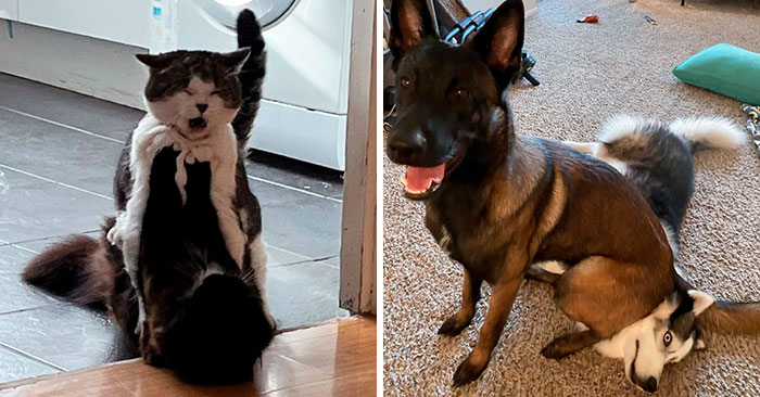 50 Times People Got Their Pet A Sibling And Documented How It Went