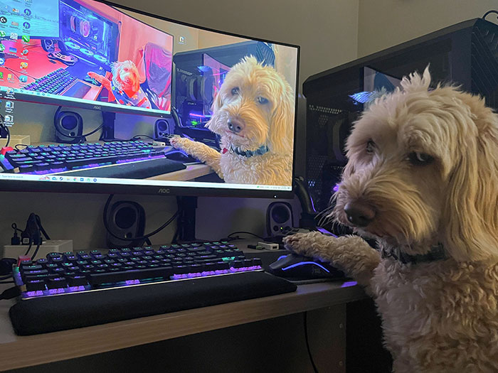 I'm Pretty Sure My Girlfriend's Favorite Hobby Is Getting My Dog To Pose Using My Computer