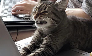 40 Posts Hilariously Roasting Work Email Culture