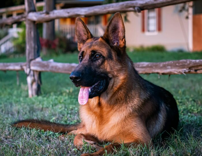 German Shepherd dog lying on grass in front of a wooden fence, tongue out, with a house in the background. German Shepherd dog lying on grass in front of a wooden fence, tongue out, with a house in the background.