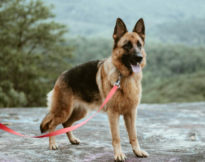 German Shepherd on a walk, standing on a rock with a red leash, surrounded by a forest background. German Shepherd on a walk, standing on a rock with a red leash, surrounded by a forest background.