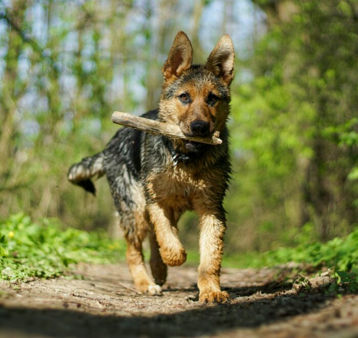 German Shepherd dog carrying a stick while running on a forest path. German Shepherd dog carrying a stick while running on a forest path.
