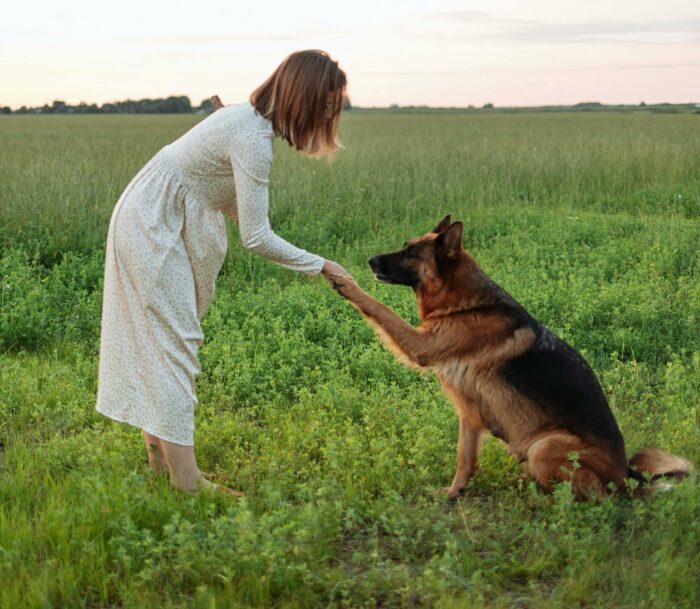 A German Shepherd giving a paw to a woman in a field, showcasing the breed's friendly nature. A German Shepherd giving a paw to a woman in a field, showcasing the breed's friendly nature.