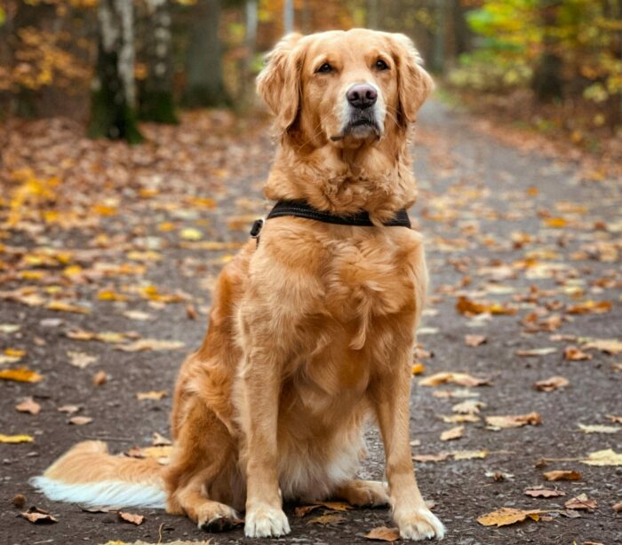 Goldren Retriever sitting and looking