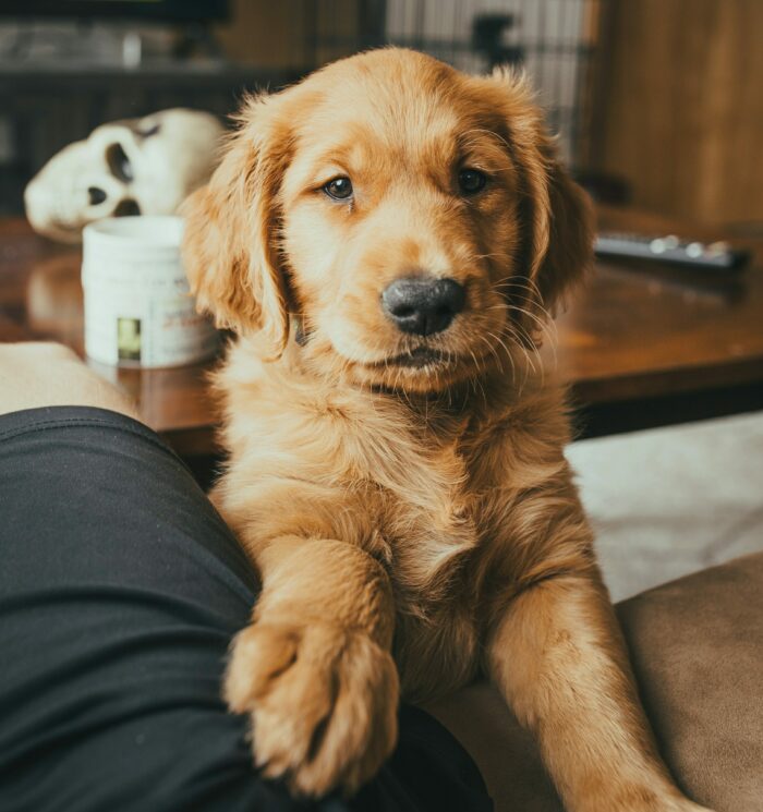 Golden Retriever looking at owner
