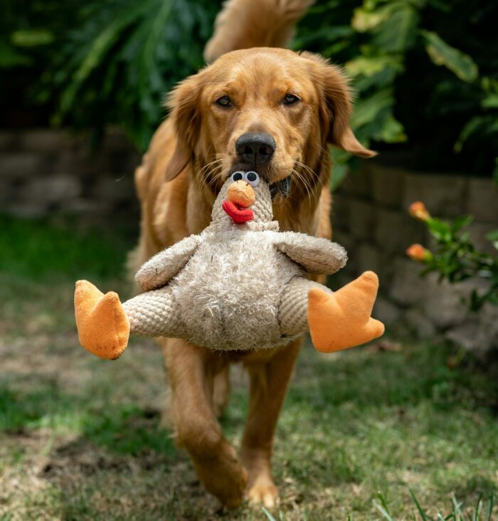 Golden Retriever walking with toy