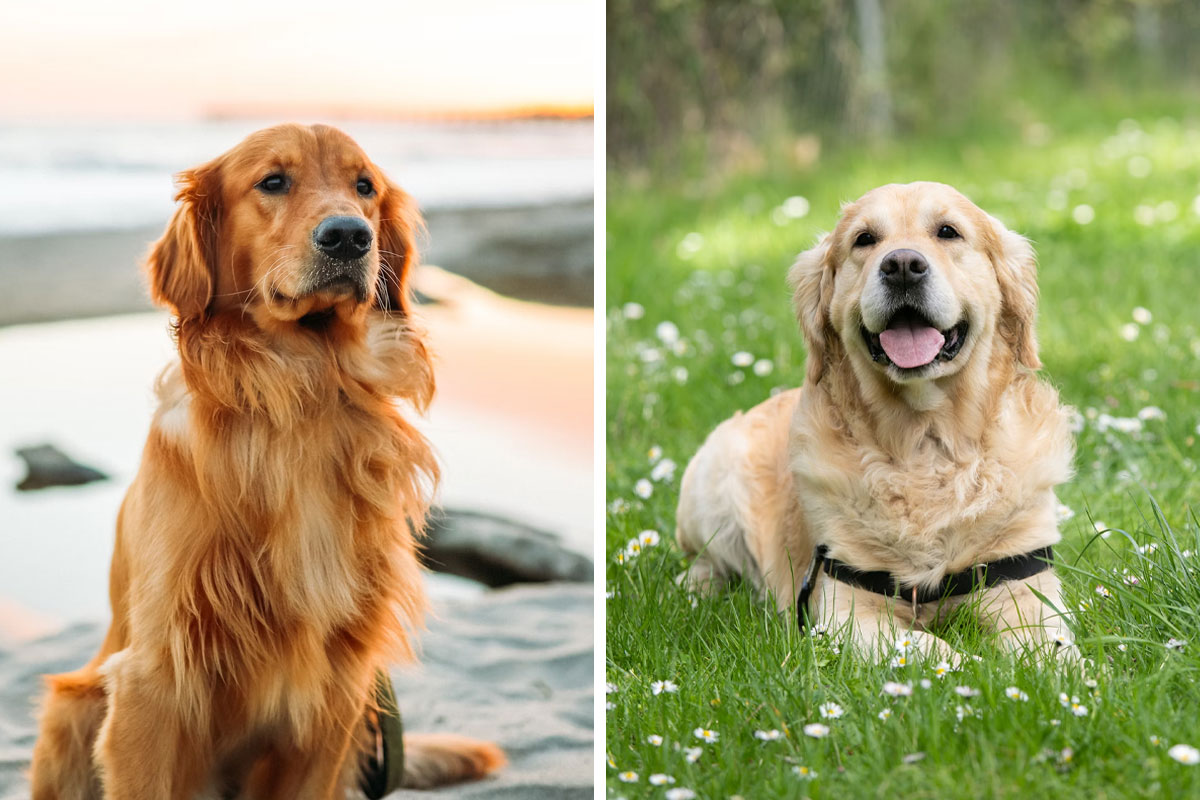 Golden Retriever Dog Breed Information Facts And Characteristics 