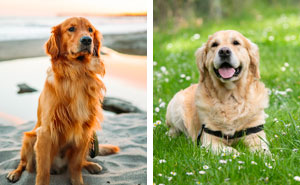 Golden Retriever Dog Breed: Information, Facts, and Characteristics