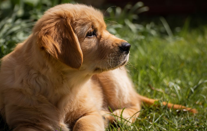close up view of golden retriever puppy