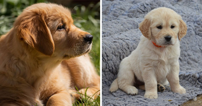 Top 250 Labrador Retriever Names for Your New Puppy