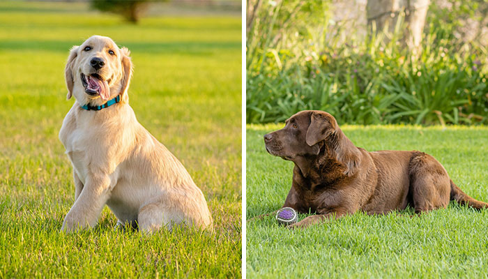 golden retriever sitting on the grass( left), labrador retriever lying on the grass (right)