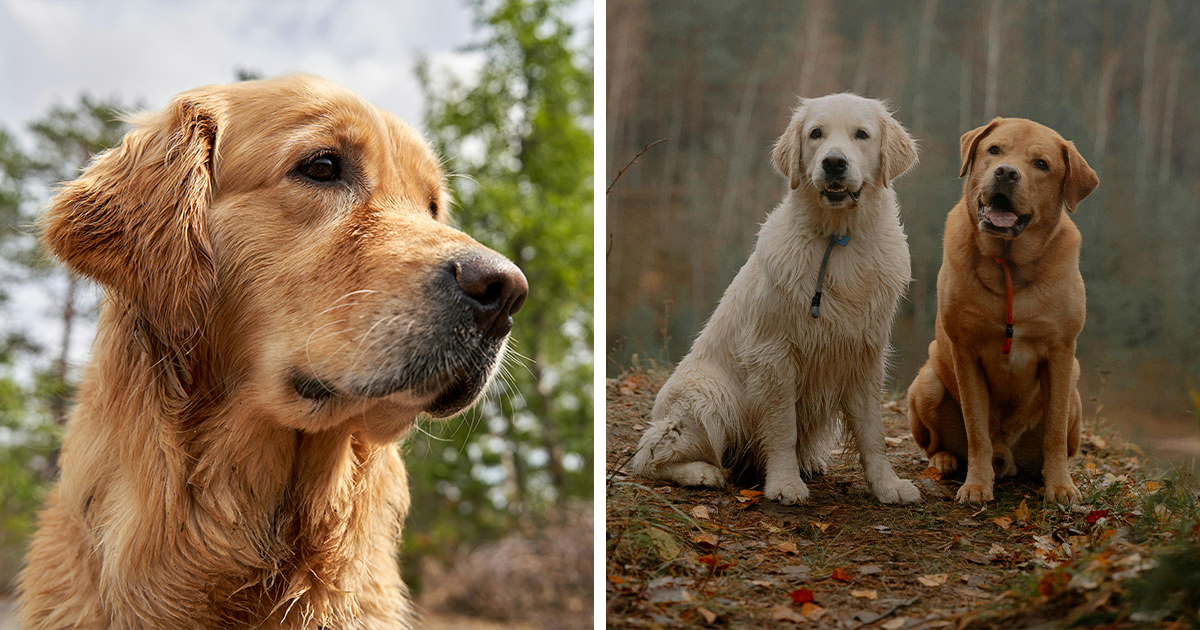 Golden Retriever vs Labrador Retriever: Choosing the Right Dog Breed ...