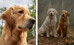 Golden Retriever vs Labrador Retriever: Choosing the Right Dog Breed